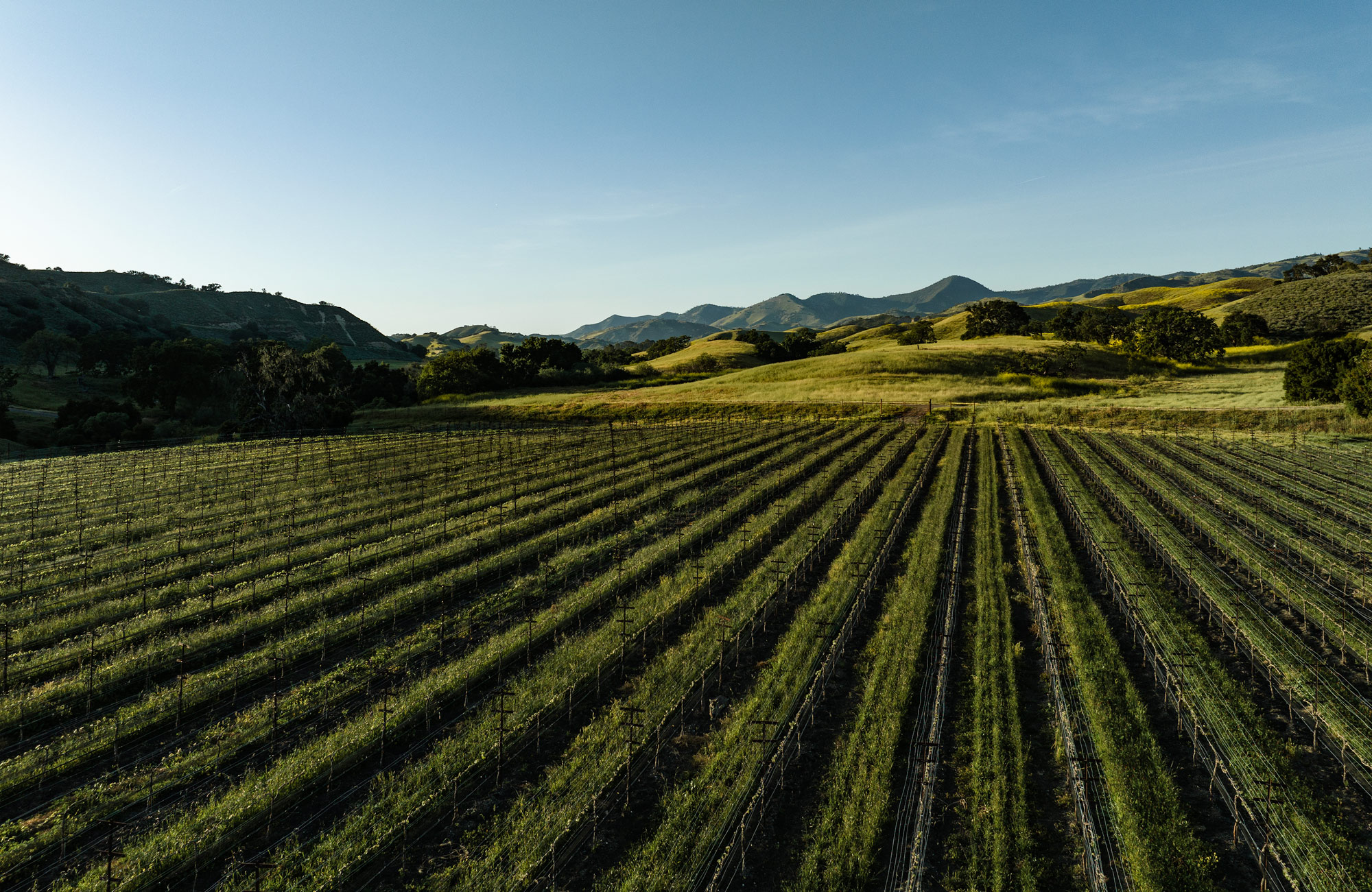 Kiani Preserve estate vineyards